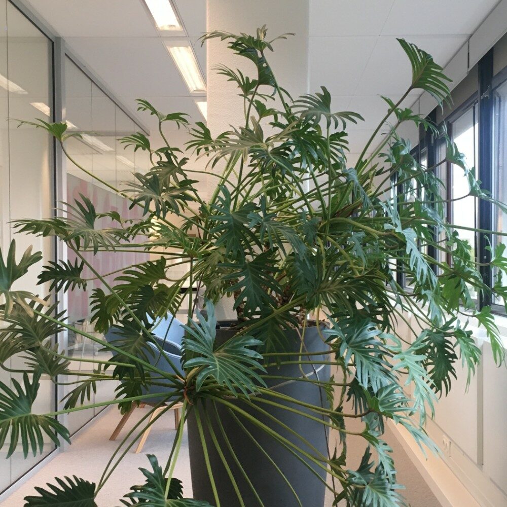 IMG_7977 Stichting BOOR Rotterdam